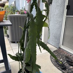 Epi Plant Ready To Bloom 