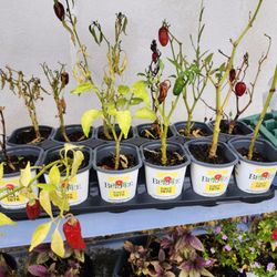Needs Love An Entire Tray Of Jalapeno Baby Plants