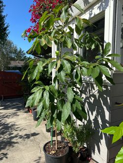 Avocado Trees
