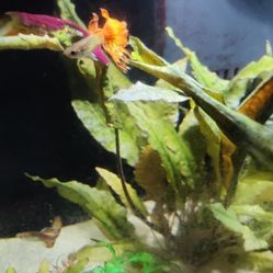 Cryptocoryne


