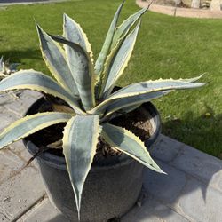 Agave americana Variegata — 10 Gallon (Variegated Century Plant-1x In Stock!)