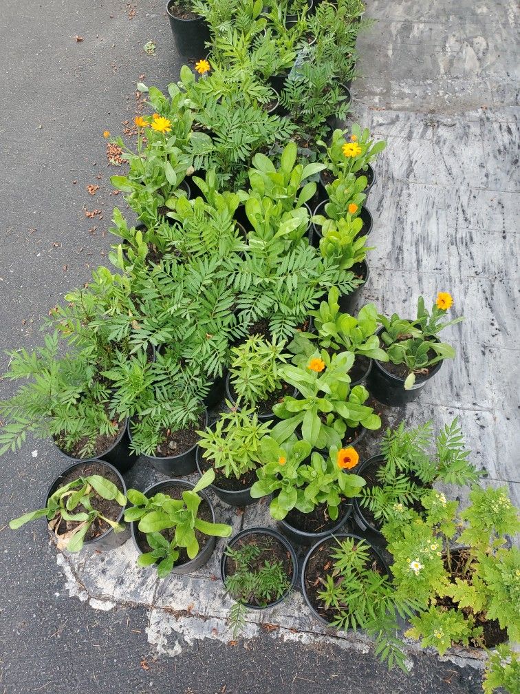 Calendula Plant Each $5