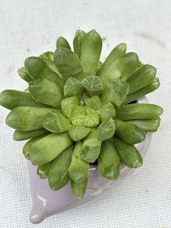 Haworthia Plant