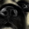 Pugsman