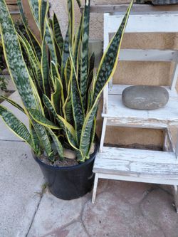 Plant for decoration