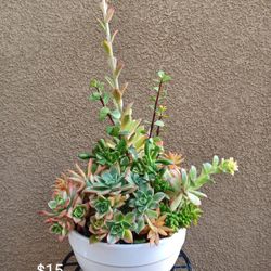 Fresh Succulent Arrangements