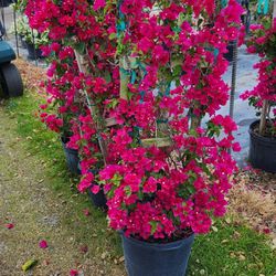 Bougainvillea Plants Decoration Plants For Just $85 Blooming Plants 