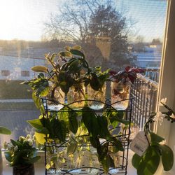 Various Plant Cuttings $3 Per Rooted Cuttings Pothos Philodendron Geranium Hoya Monstera Delicioso Golden Pothos Marbled Pothos