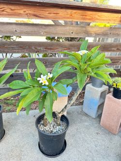 White & yellow plumeria plant