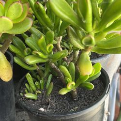 Planta De Clasula( Jade) for Sale in Oceanside, CA - OfferUp