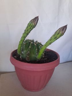 🌵 Cactus,  pink  flowers