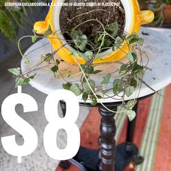 Hanging plants for sale