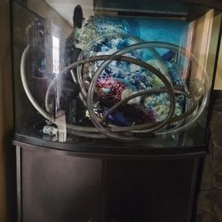 Fish Tank