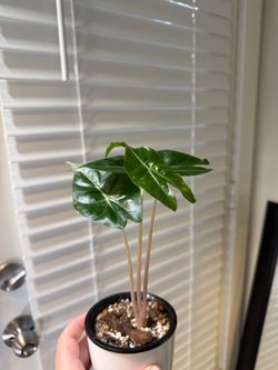 Alocasia Pink Dragon
