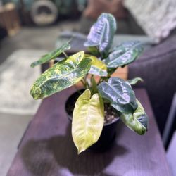 Philodendron Burle Marx