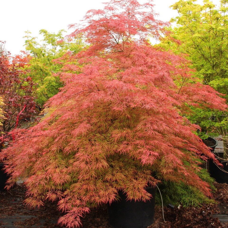 ‘Baldsmith’ Laceleaf Japanese Maple Trees —