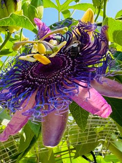 Passion Vine…Healthy Plants