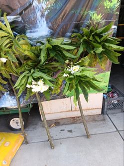 White plumerias cuts three feet to 4feet high