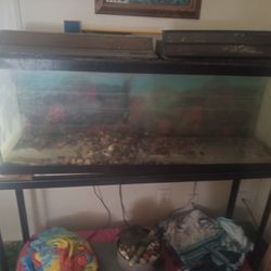 55 Gallon Fish Tank 