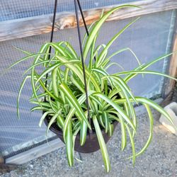Spider Plant 6" Pot