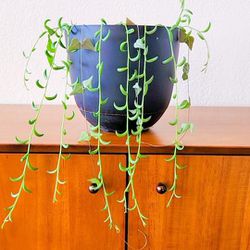 (PRICE - $10) 2 REAL 12" trailing house plants - String of Banans and String of hearts.