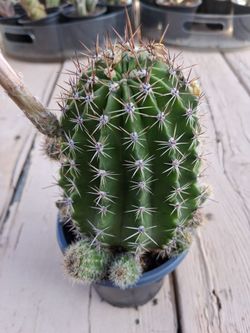 Echinopsis Cactus