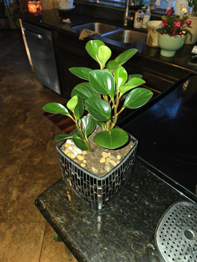 Live Pepperomia Plant In Metallic Pot With Stones