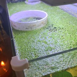 Aquarium Duckweed Floating Plants