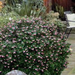 1gal Escallonia ‘Pink Princess’ Evergreen Bushes 