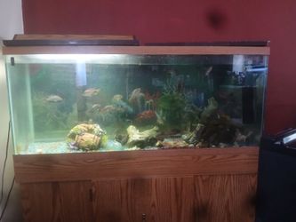 Fish tank