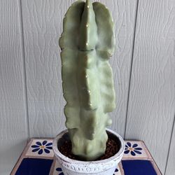 17” Totem Pole Cactus Lophocereus Schottii Monstrose Live Plant Cutting
