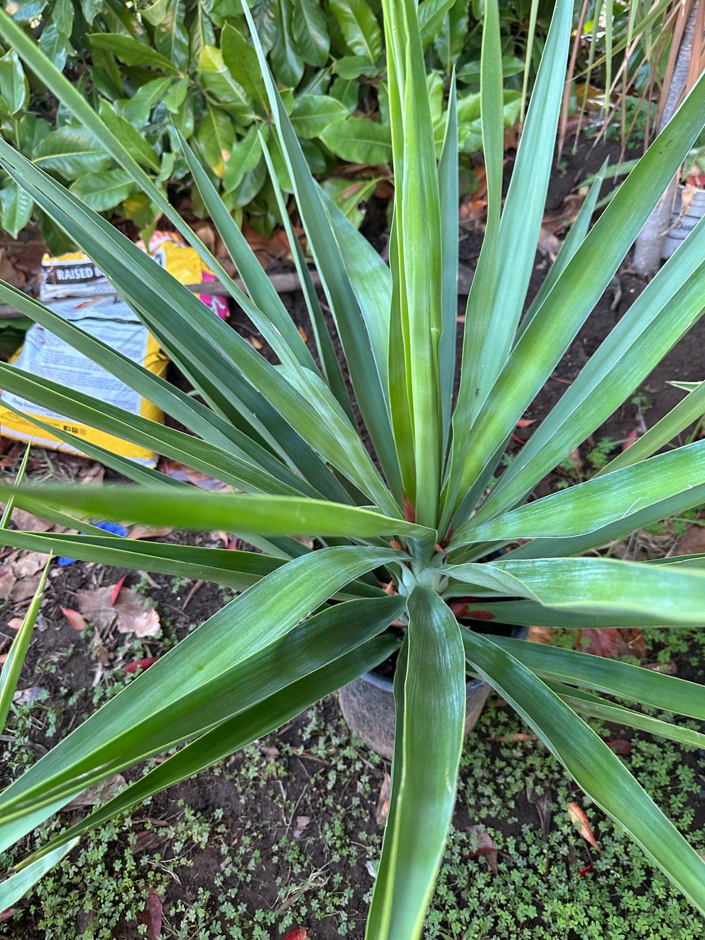 Yuca plant