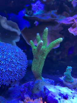 Fake coral green Slimer mini colony