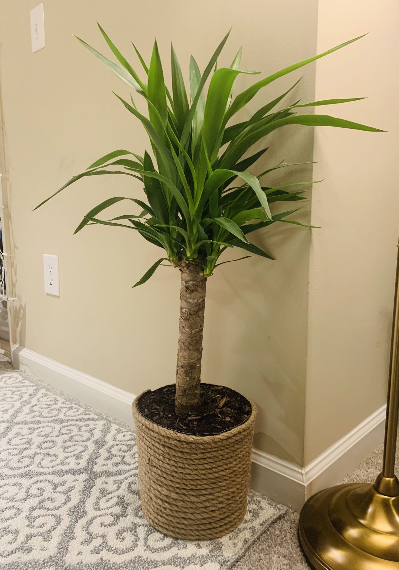 Yucca (house plant)