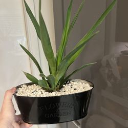 Houseplant Yucca