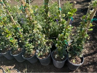 Jasmine 5 Gal with stake