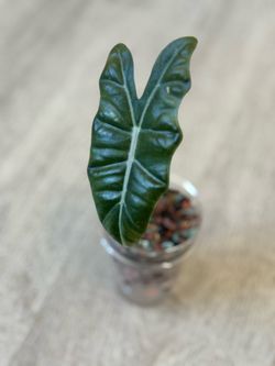 Alocasia Pseudo Sanderiana
