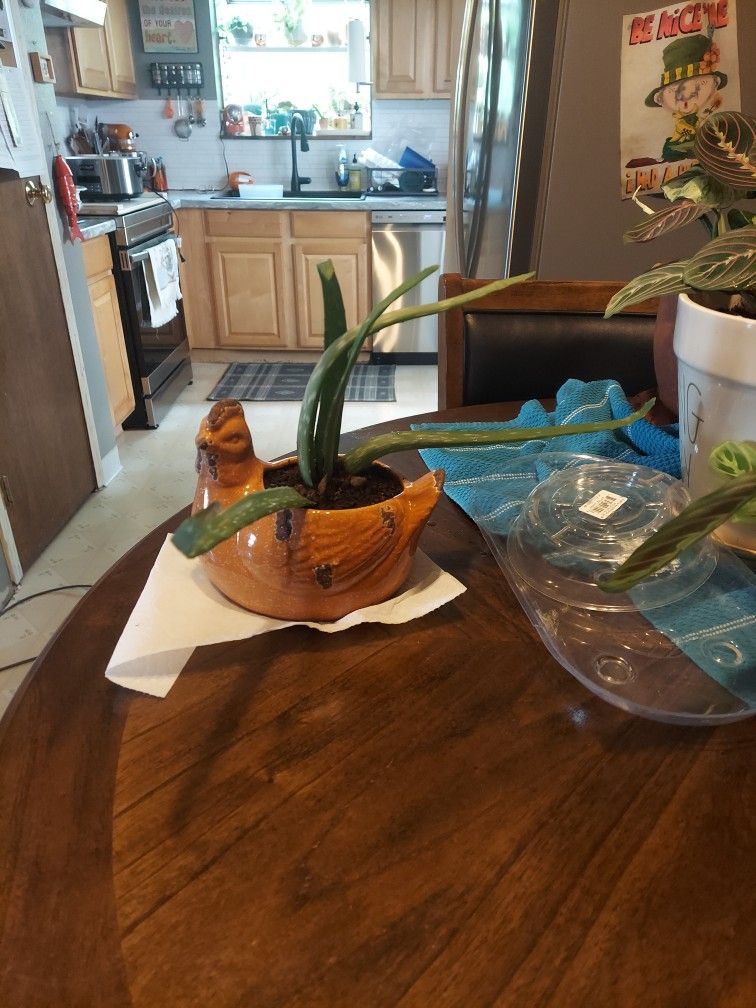 Aloe vera plant in a little chicken pot