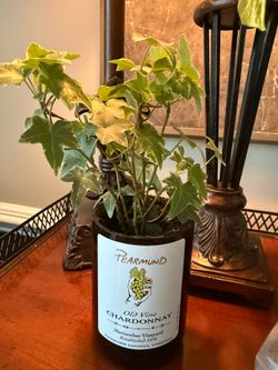 English Ivy plant in cut wine bottle