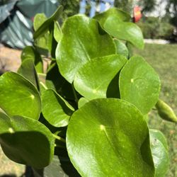 Beautiful Money Plant 