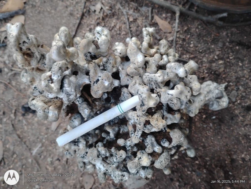 Aluminum Cast Of A Ant Hill