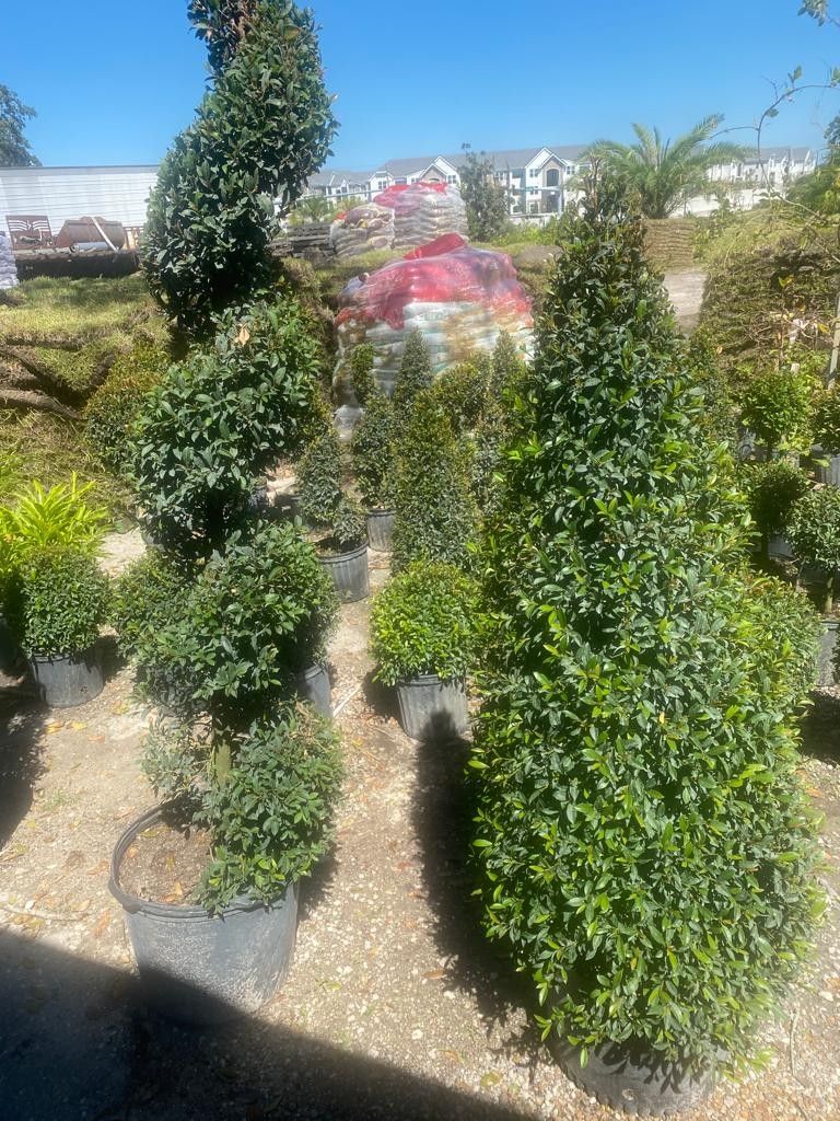 Topiary 