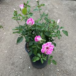 Pink Iceberg Rose