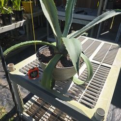 2 Feet high Blue Agave $25.00