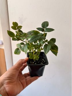 Mini rose (pink)