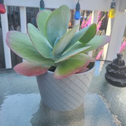 Ombre Flapjack Paddle Plant