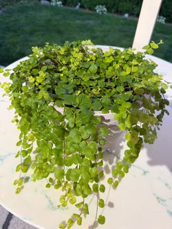 Golden Creeping Jenny ‘Aurea’ Lysimachia Nummularia (Outdoor & Indoor Live Plant)