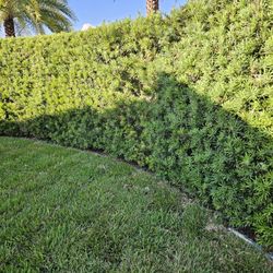 podocarpus  over 4 feet tall Instant Privacy Hedge For Fence Green Full Ready 