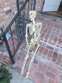 Free Life size Skeleton