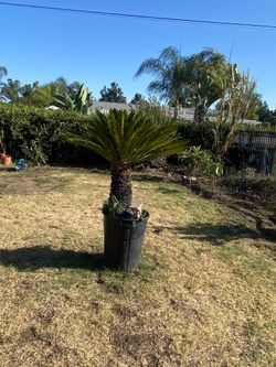 Palm tree